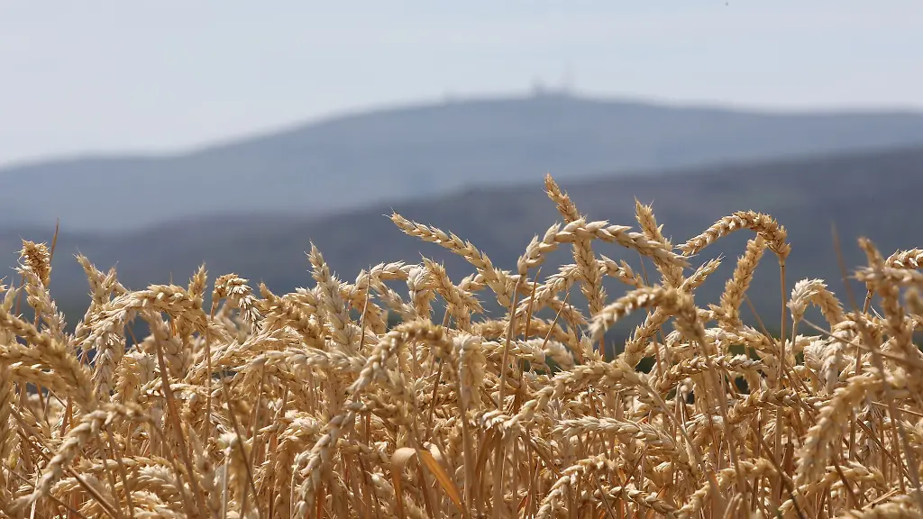 Reifes-Getreide-steht-auf-einem-Feld-im-Landkreis-Harz