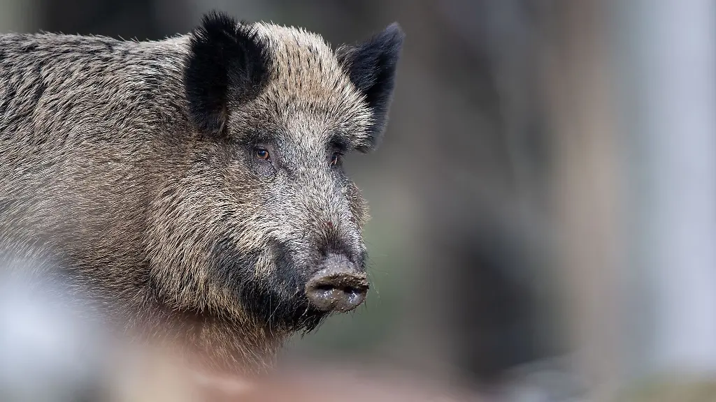 Ein-Wildschwein-steht-auf-einem-Plateau