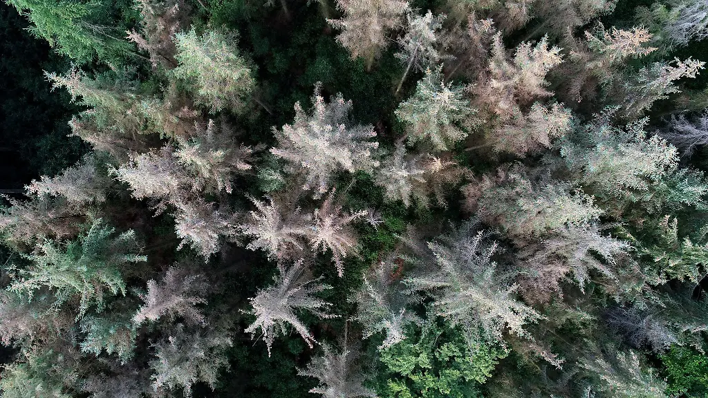 Absterbende-Sitka-Fichten-stehen-in-einem-Revier