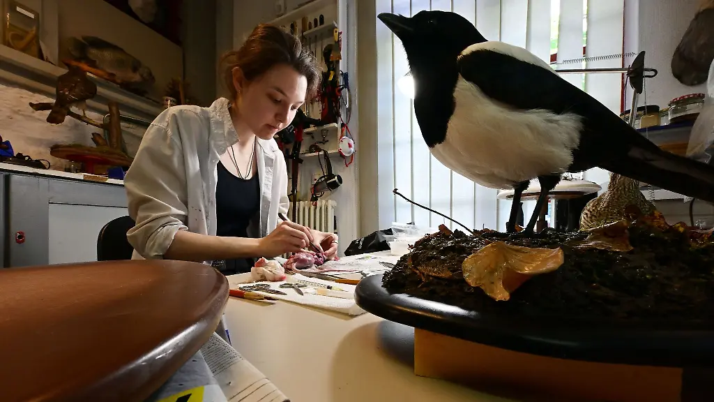 Corinna-Seifert-Auszubildende-im-Bereich-Praeparation-im-Naturkundemuseum-Erfurt-arbeitet-in-der-Werkstatt-an-einer-Ratte