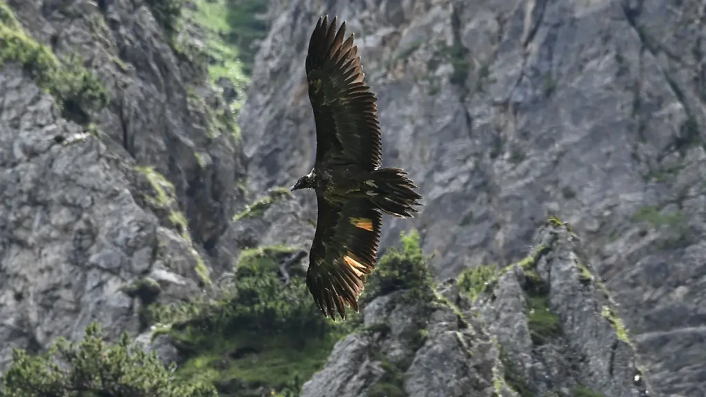 Das-Bartgeier-Weibchen-Wally-fliegt-im-Nationalpark-Berchtesgaden-durch-die-Luefte