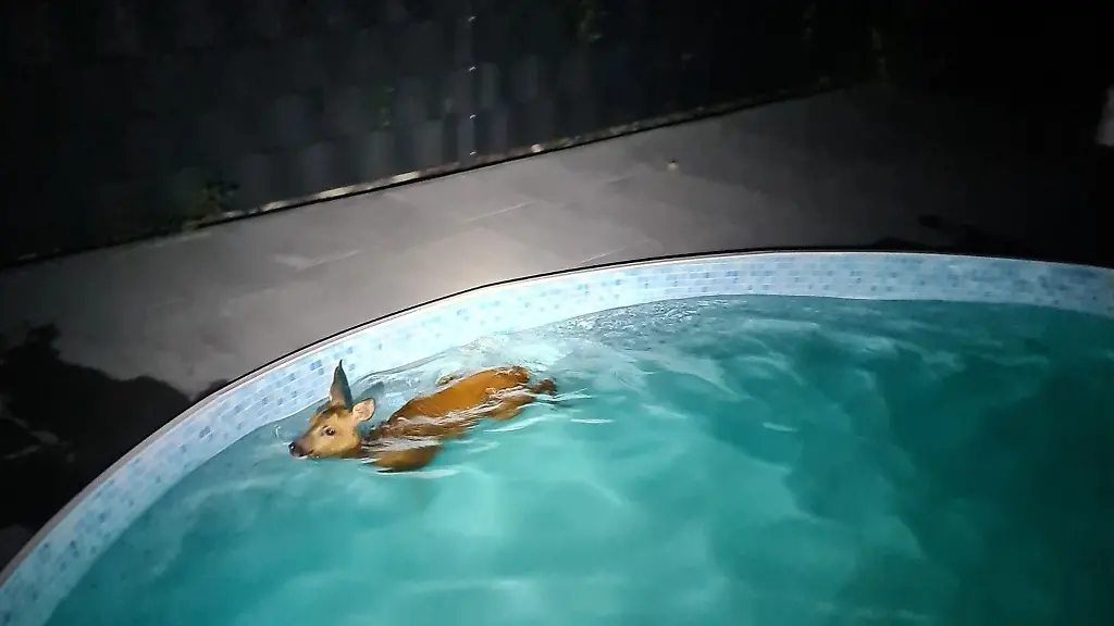 Das-spaeter-gerettete-Reh-schwimmt-in-einem-Gartenpool