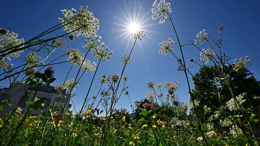 Die-Sonne-scheint-vom-wolkenlosen-Himmel-auf-die-Insektenwiese