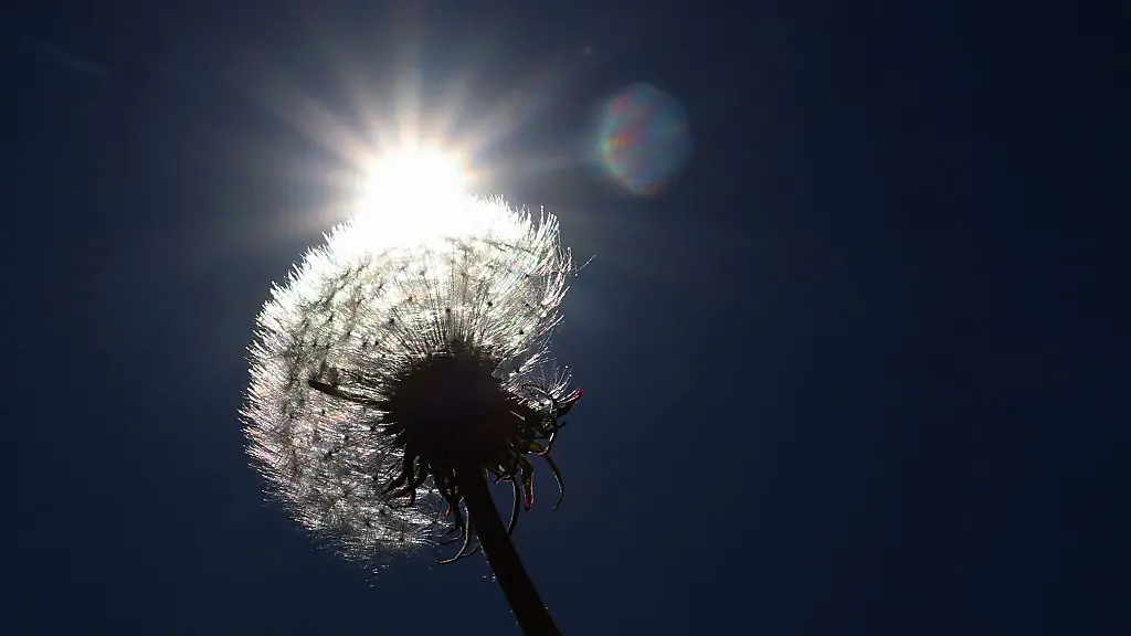Ein-verbluehter-Loewenzahn-steht-auf-einer-Wiese-im-Sonnenschein