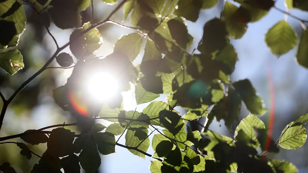 Die-Sonne-scheint-durch-die-Laubblaetter-einer-Buche-hindurch