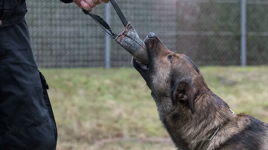 Der-Schaeferhund-eines-Polizeihundefuehrers