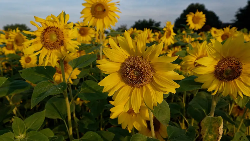 Sonnenblumen-stehen-in-der-Morgensonne-auf-einem-Feld-am-Stadtrand