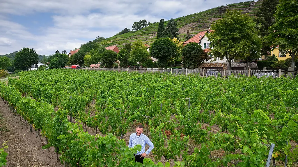 Felix-Hoesselbarth-Kellermeister-im-Weingut-Hofloessnitz-in-Radebeul
