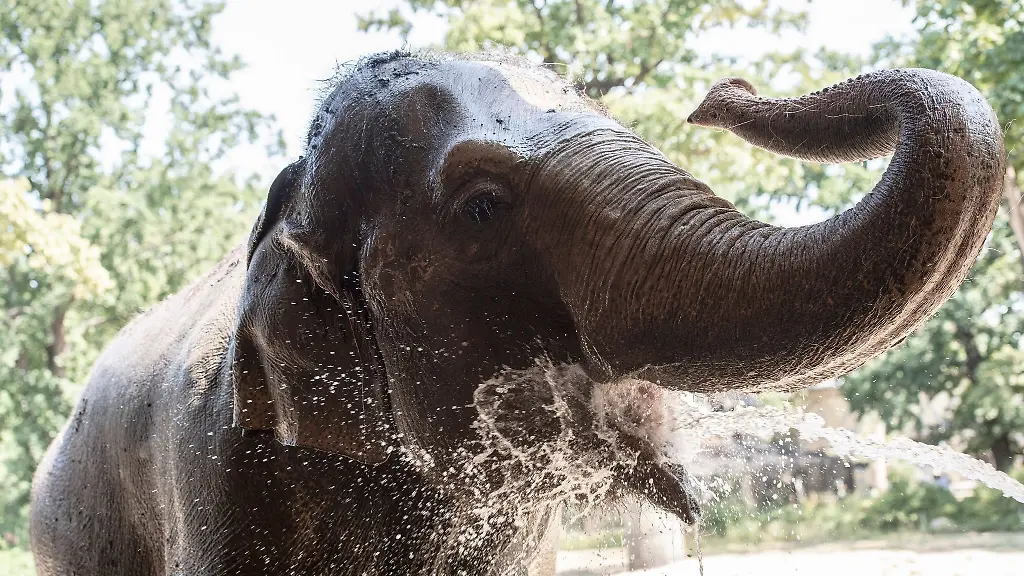 Ein-Elefant-wird-in-einem-Berliner-Zoo-mit-Wasser-abgekuehlt