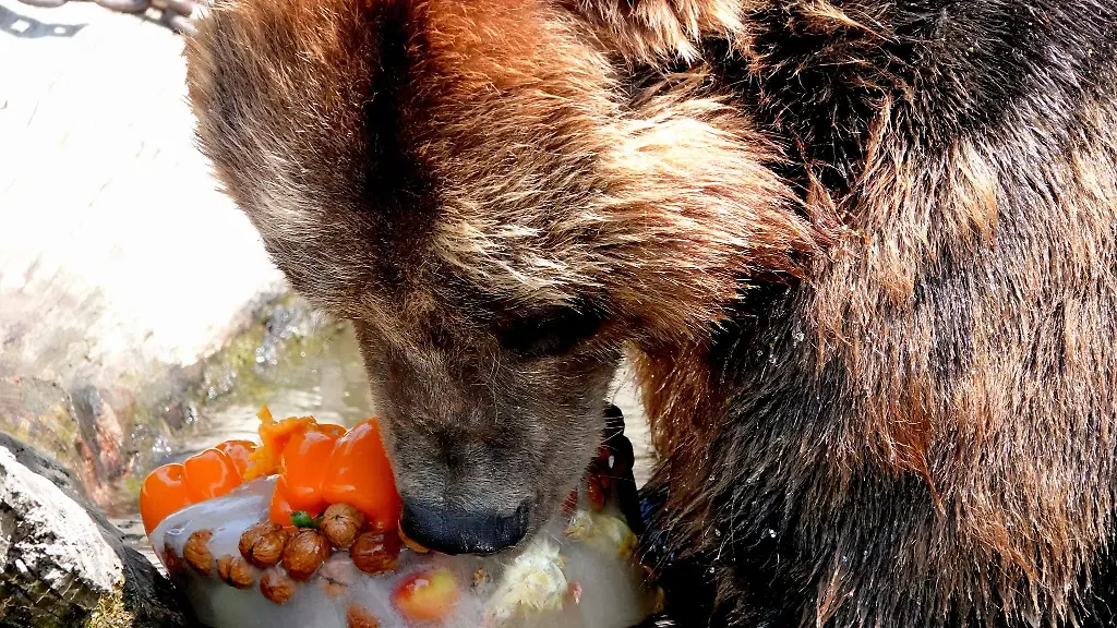 Ein-Kamtschatkabaer-knabbert-an-seiner-Eisbombe-im-Tierpark-Hagenbeck