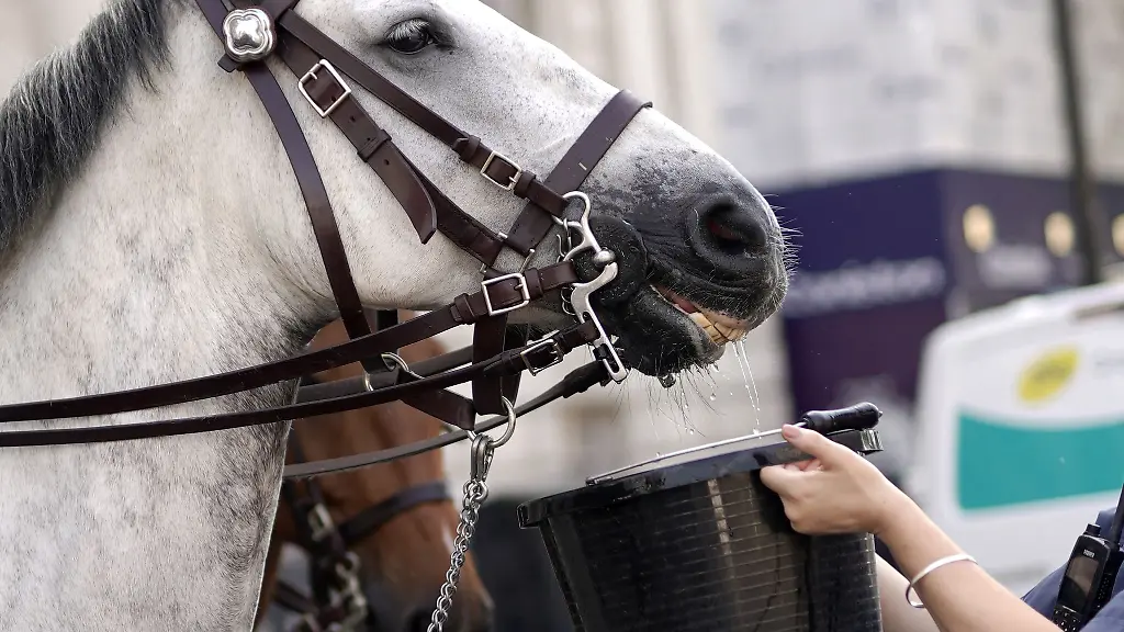 Eine-Polzeibeamtin-gibt-einem-Pferd-Wasser