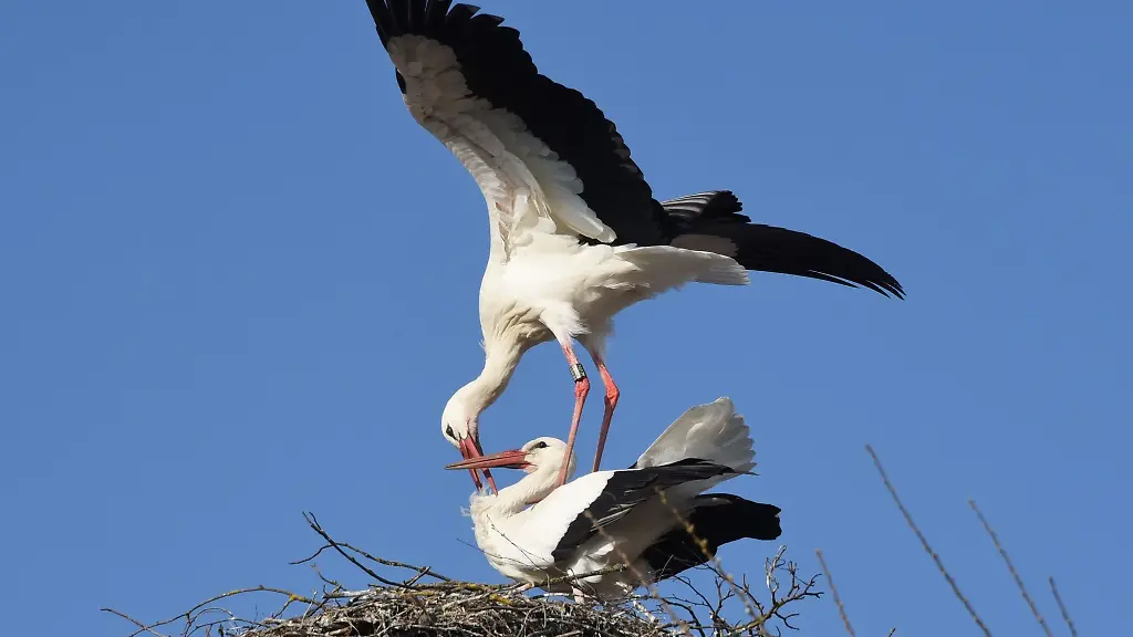 Zwei-Stoerche-turteln-in-ihrem-Nest