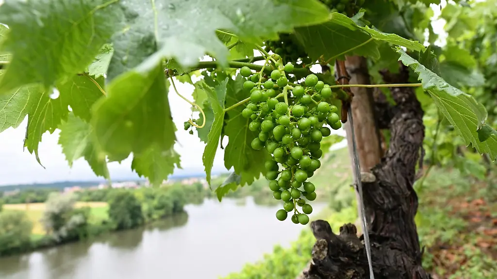 Wein-waechst-in-einer-Steillage-bei-Kirchheim-am-Neckar