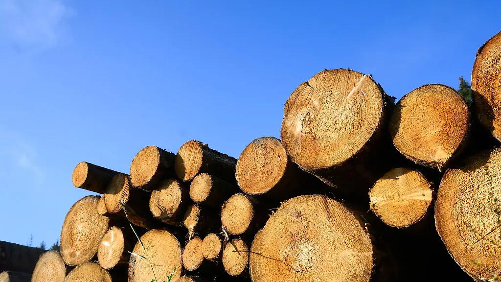 Abgeholzte-Baeume-liegen-zu-einem-Polter-aufgestapelt-in-einem-Waldgebiet