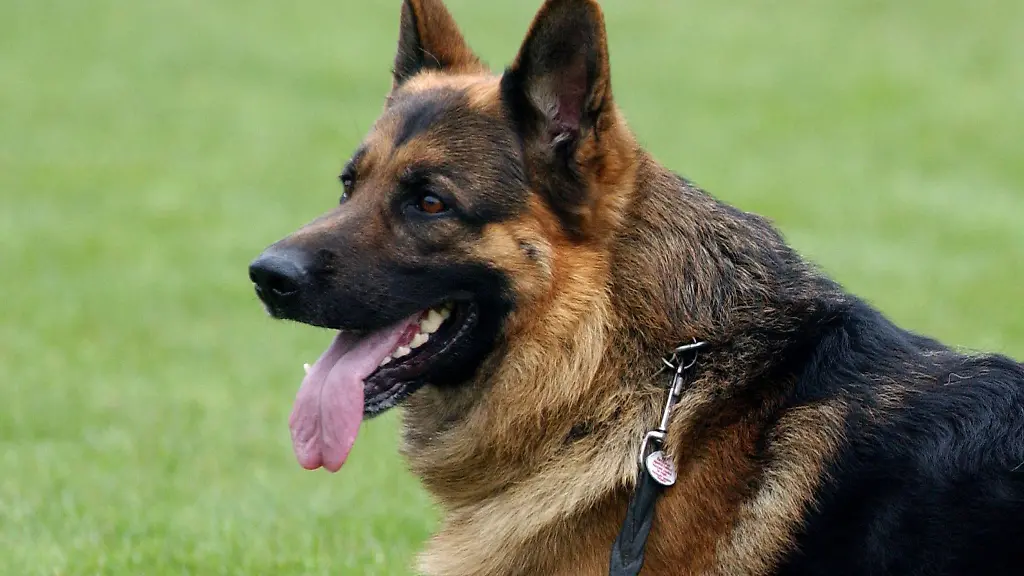 Ein-Schaeferhund-steht-auf-einer-Wiese