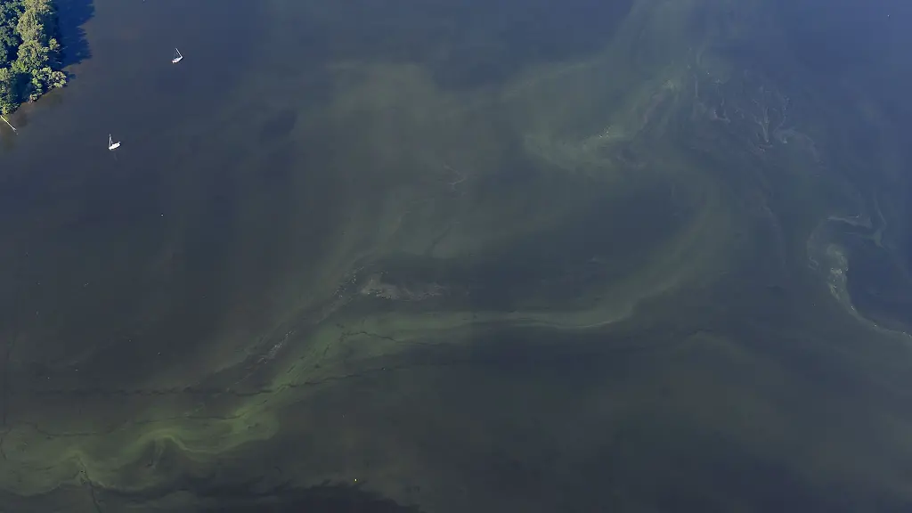 Algenschleier-ziehen-sich-durch-einen-See