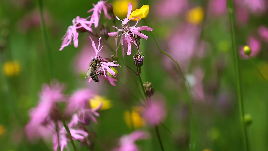 Eine-Biene-sitzt-auf-einer-Bluete-in-einer-Blumenwiese