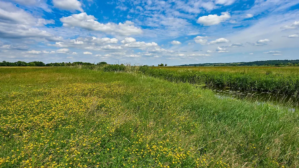 Eine-bluehende-Wiese-in-der-Sommerlandschaft-im-Nationalpark-Unteres-Odertal