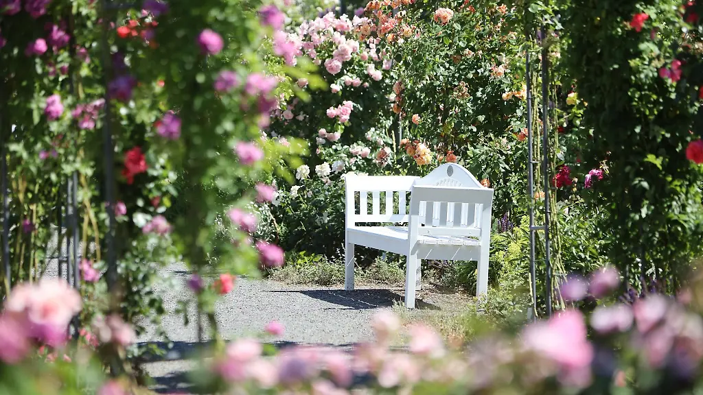 Rosen-bluehen-im-Europa-Rosarium
