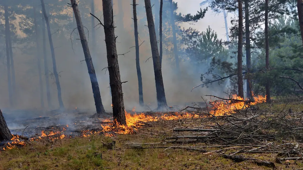 Flammen-lodern-beim-Waldbrand-in-der-Lieberoser-Heide