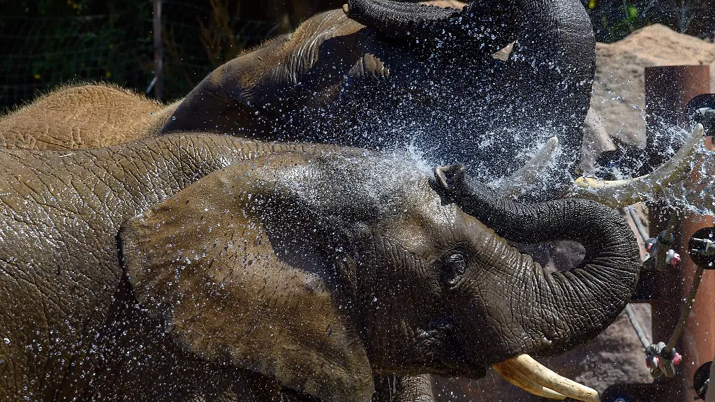 Zwei-Elefanten-lassen-sich-im-Zoo-Magdeburg-von-einem-Tierpfleger-mit-Wasser-abkuehlen