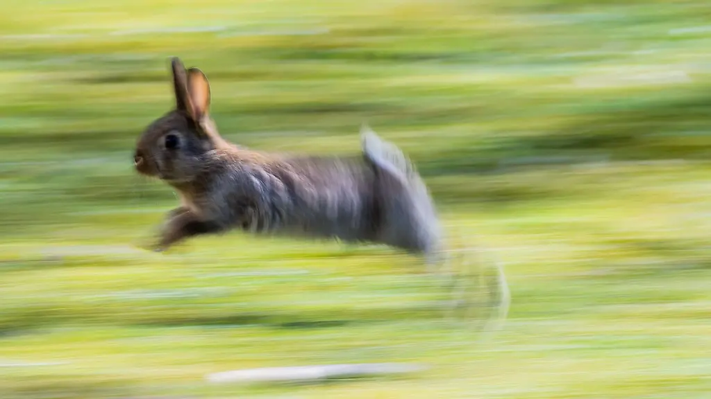 Ein-Kaninchen-rennt-ueber-eine-Wiese