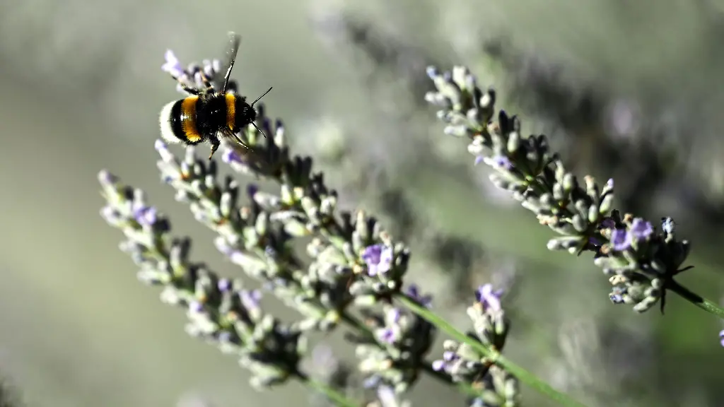 Eine-Hummel-sammelt-Nektar-im-Lavendel