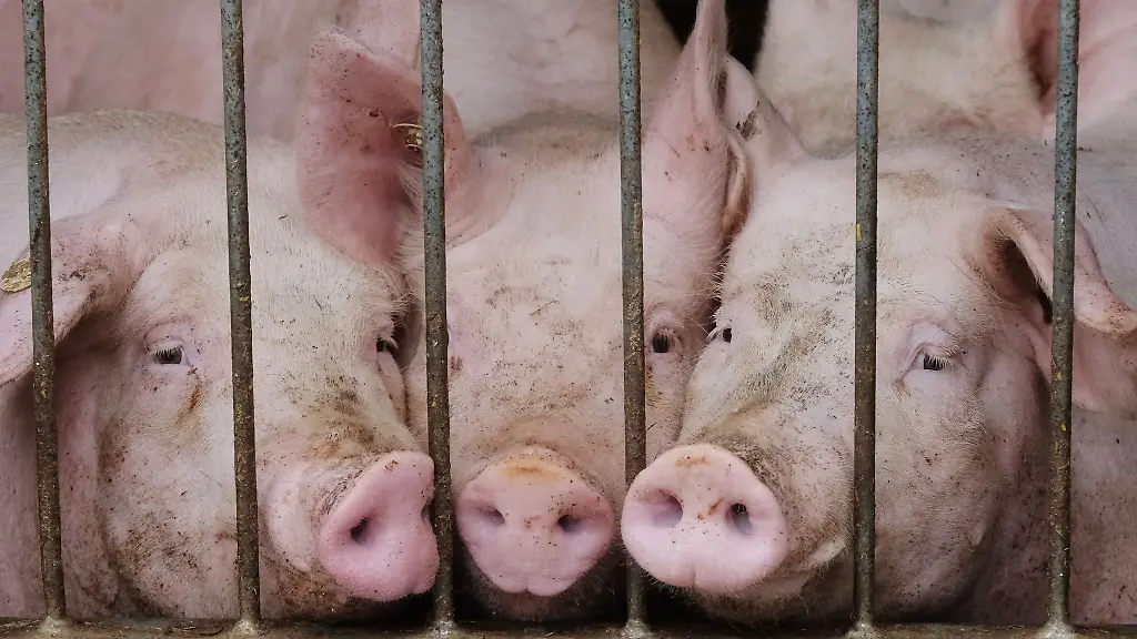 Hausschweine-stehen-in-einem-Stall
