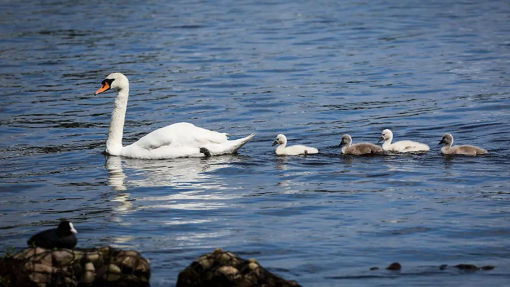 Ein-Schwan-ist-mit-seinen-Kueken-auf-der-Alster-unterwegs