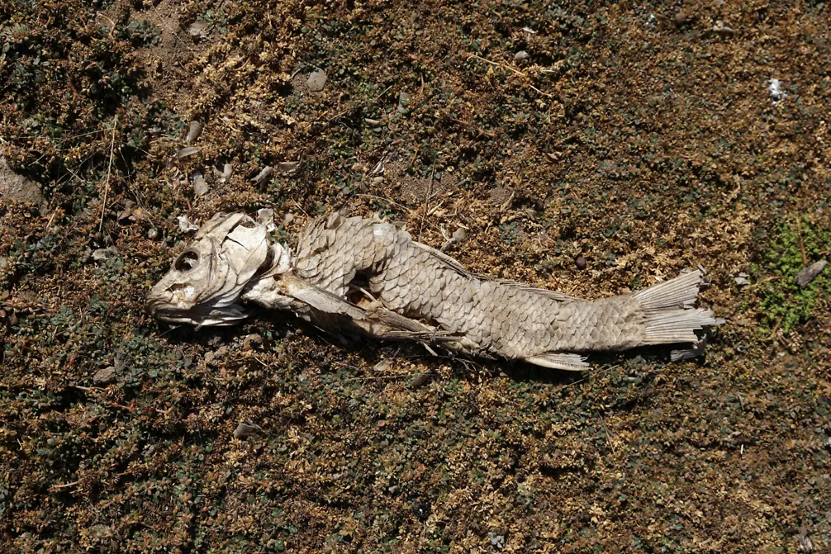 2022-04-19T000000Z-61154847-RC2HQT9T2B8V-RTRMADP-3-CLIMATE-CHANGE-CHILE-DROUGHT