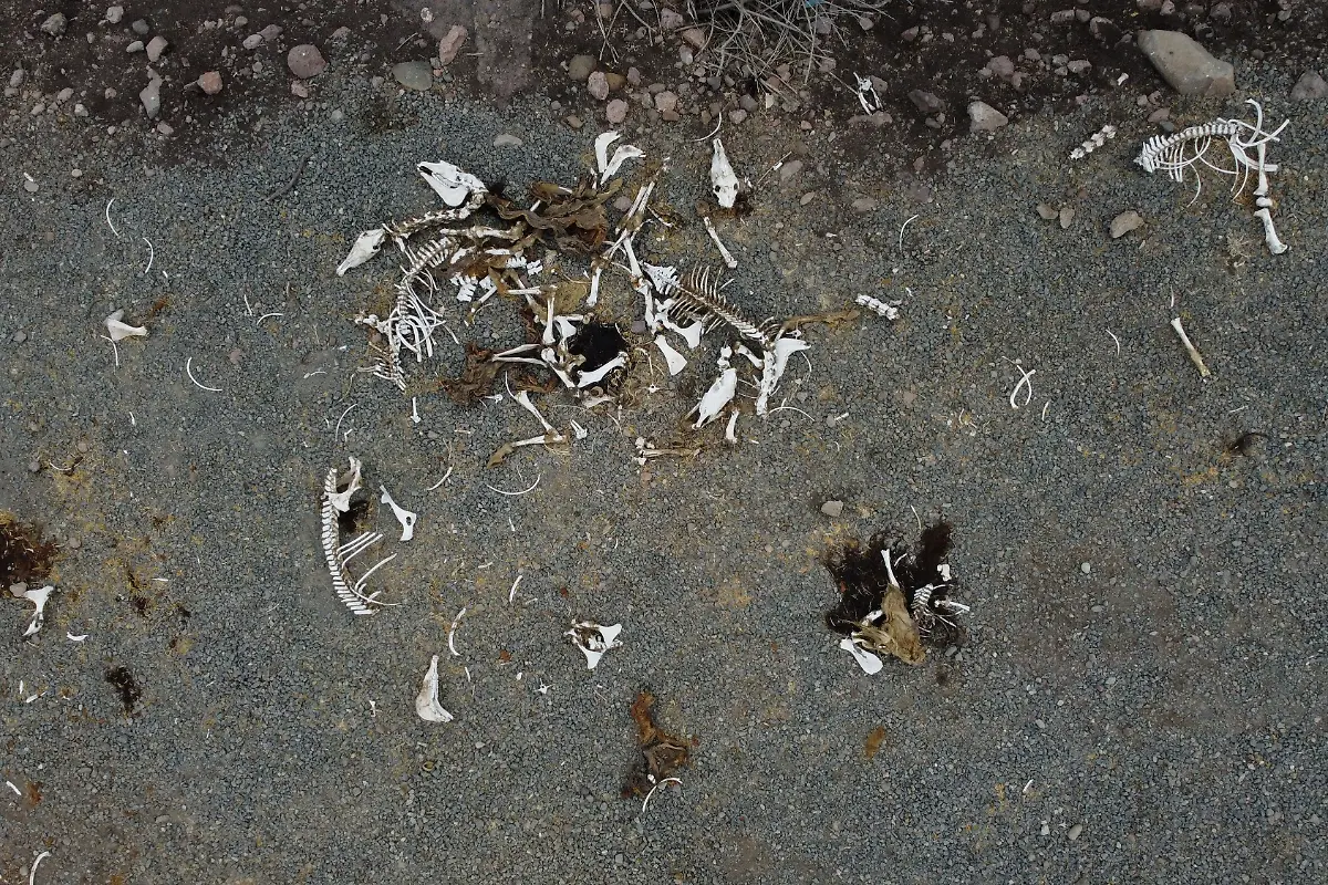 2022-04-21T000000Z-1462331246-RC2PRT96032D-RTRMADP-3-CLIMATE-CHANGE-CHILE-DROUGHT