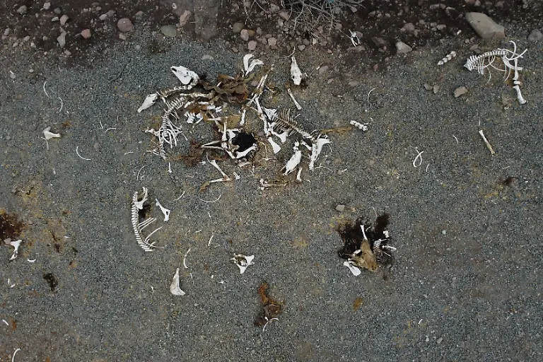 2022-04-21T000000Z-1462331246-RC2PRT96032D-RTRMADP-3-CLIMATE-CHANGE-CHILE-DROUGHT