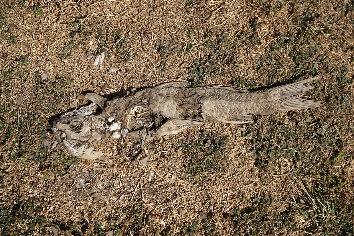 2022-04-19T000000Z-1184796393-RC2HQT99VDPC-RTRMADP-3-CLIMATE-CHANGE-CHILE-DROUGHT