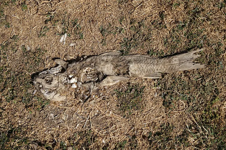 2022-04-19T000000Z-1184796393-RC2HQT99VDPC-RTRMADP-3-CLIMATE-CHANGE-CHILE-DROUGHT