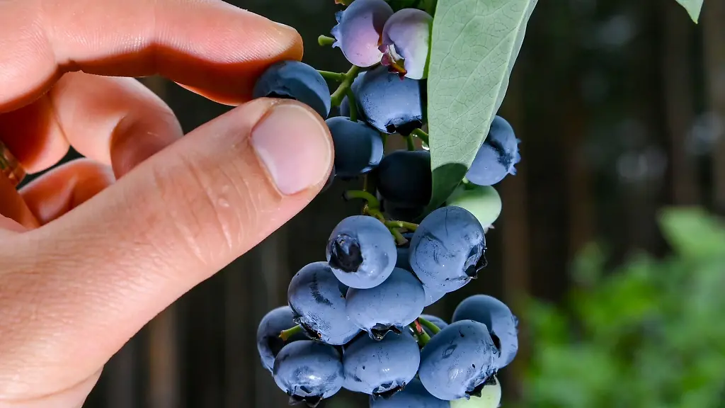 Heidelbeeren-haengen-an-Straeuchern