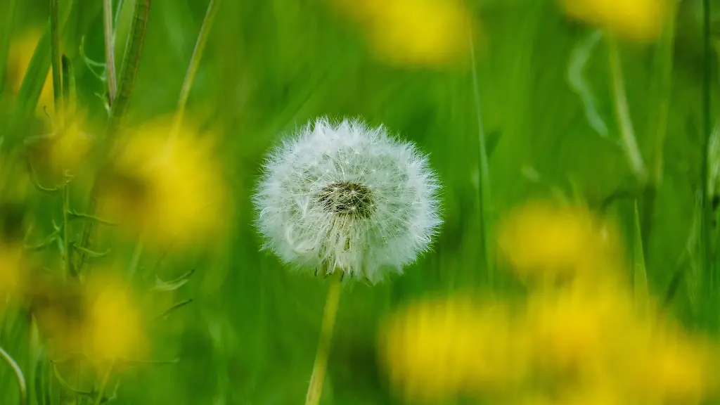 Eine-Pusteblume-steht-auf-einer-Streuobstwiese