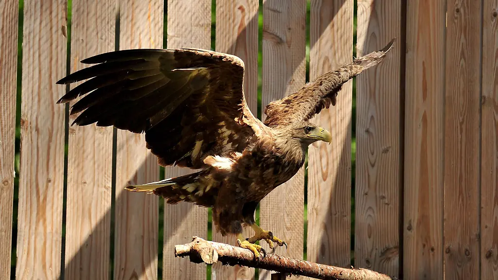 Ein-Seeadler-macht-Flugversuche