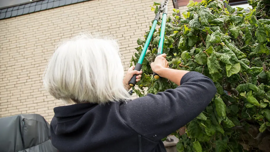 Baeume-und-Straeucher-als-Einfriedung-Setzen-Nachbarn-gemeinsam-Pflanzen-auf-die-Grundstuecksgrenze-sind-die-auch-gemeinsam-fuer-deren-Pflege-verantwortlich
