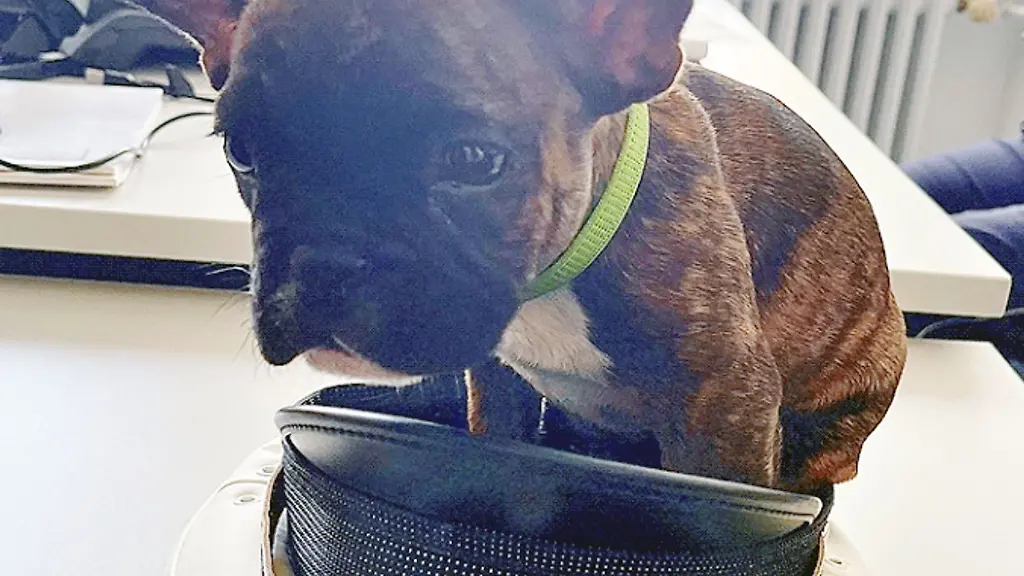 Der-auf-den-Namen-Anton-getaufte-Hund-sitzt-in-einer-Polizeimuetze