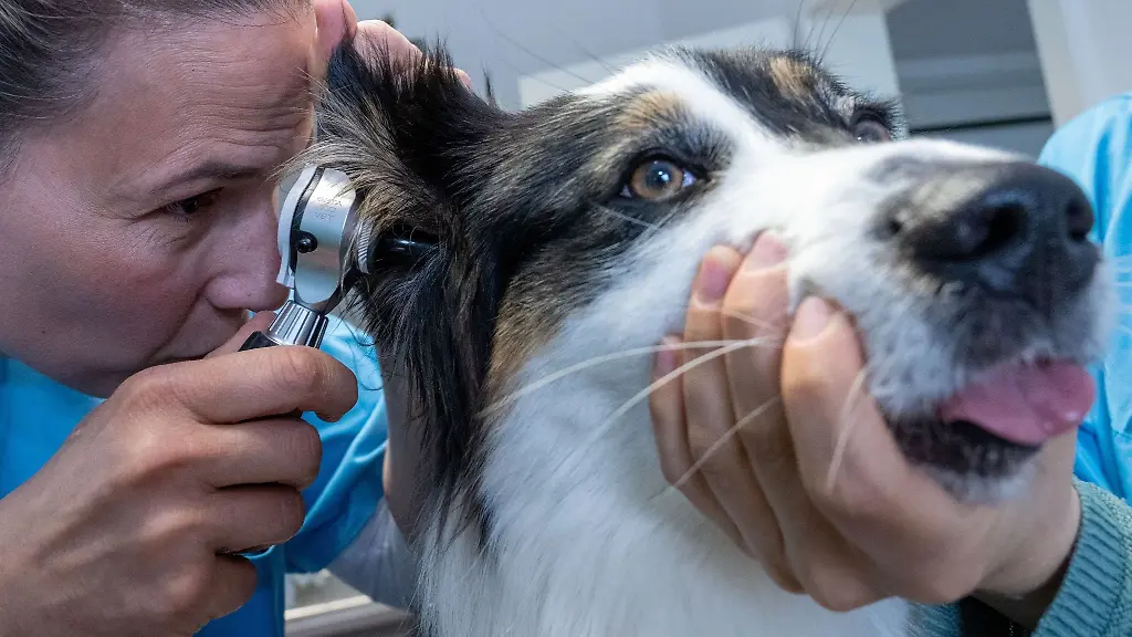 Dr-Susan-Mouchantat-untersucht-die-Ohren-eines-Hundes