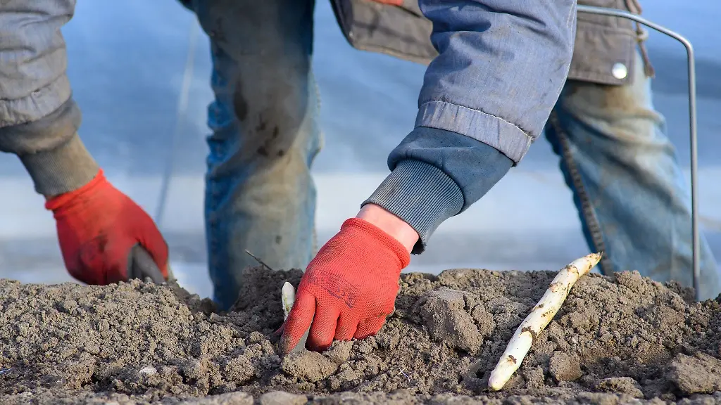Ein-Erntehelfer-sticht-auf-einem-Spargelfeld-Spargel