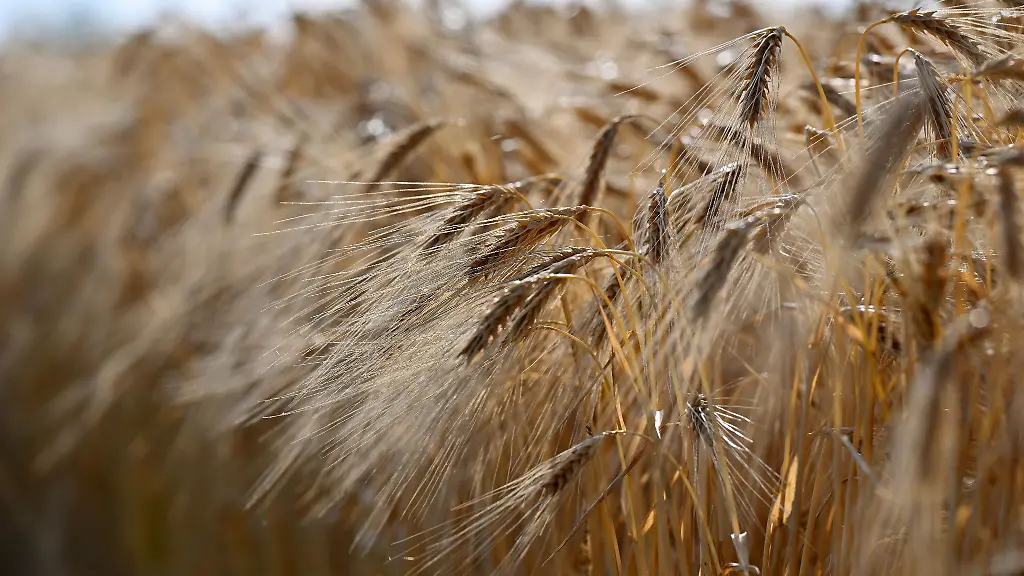 Getreide-reift-auf-einem-Feld-bei-Erfurt
