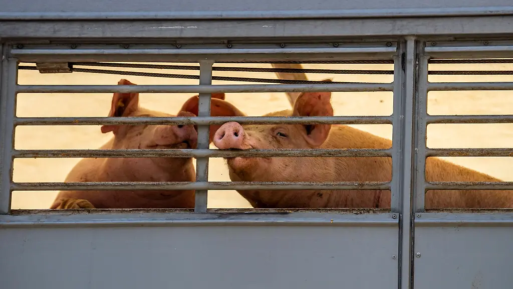 Zwei-Schweine-beissen-in-einem-Transporter-in-das-Gitter