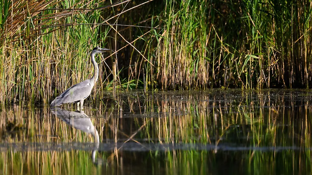 Ein-Reiher-steht-im-Naturschutzgebiet-Leineaue-zwischen-Hannover-und-Ruthe-in-der-Leinemasch-in-der-Region-Hannover