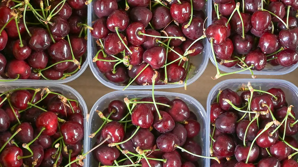 Abgewogenen-Kirschen-in-Schalen