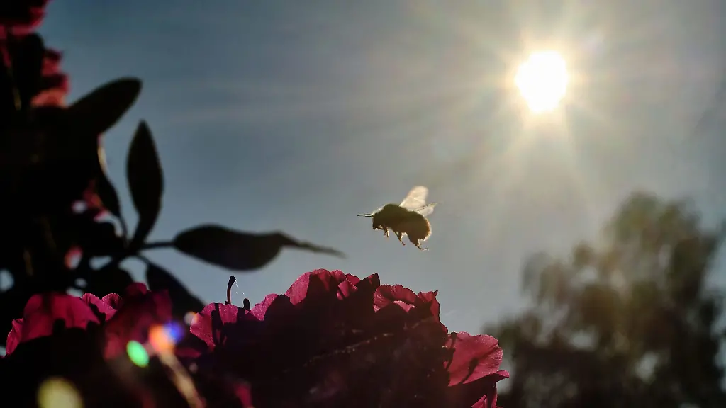 Eine-Hummel-sucht-am-Morgen-auf-einem-Rhododendron-nach-Nahrung