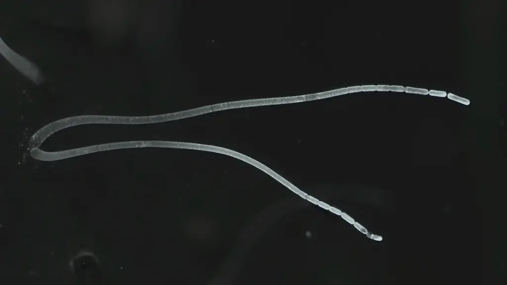 08d1b7a08550b21532cde1787cfeed85