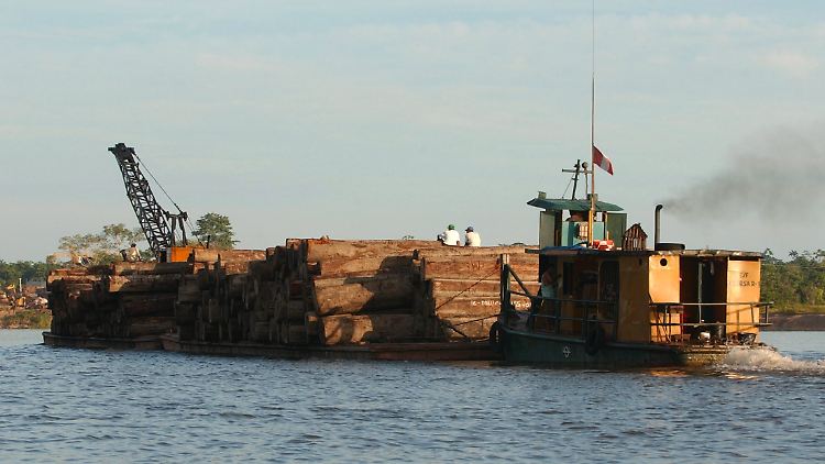Ein Frachtschiff beladen mit Mahagoni-Stämmen auf dem Amazonas bei Iquitos.