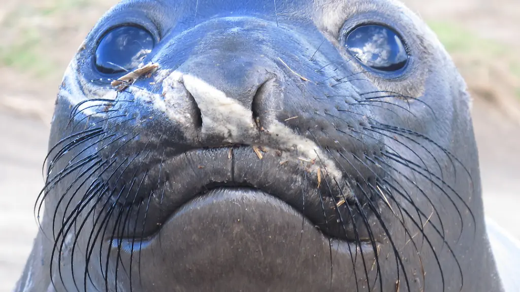 urn-binary-dpa-com-20090101-220613-99-649003-FILED