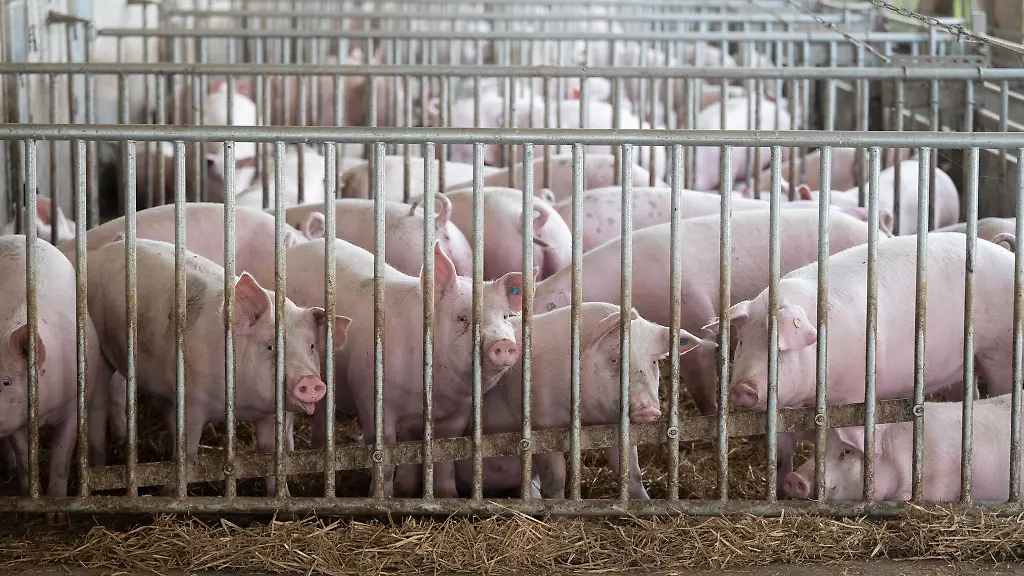 Schweine-liegen-in-der-Bucht-eines-Tierwohl-Schweinestalls